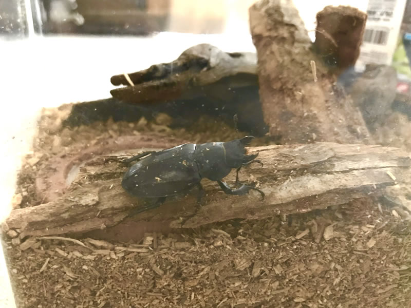 【飼育日記】意外とかわいい！？ミヤマクワガタのメスを初飼育！生態や飼育方法など調べてみました