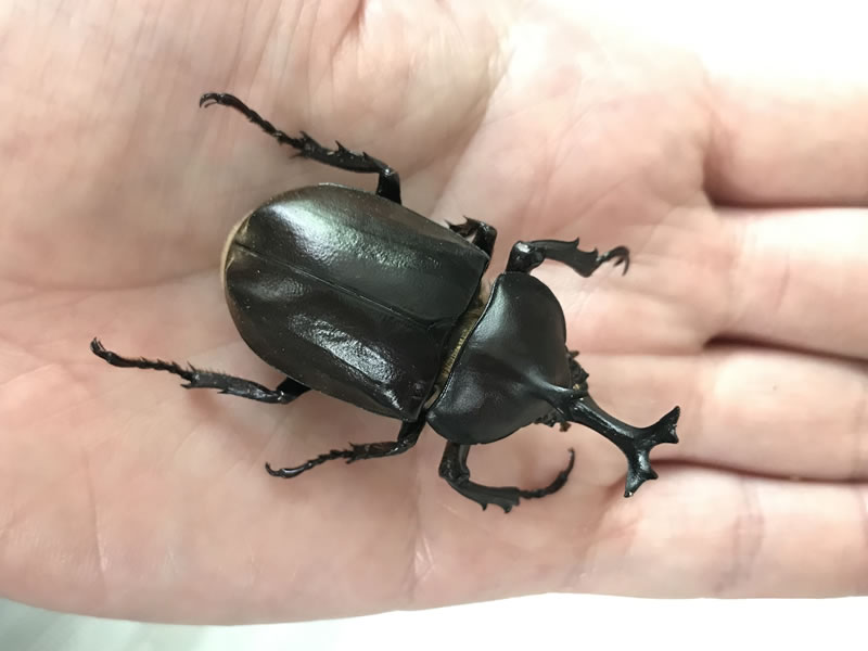 【飼育日記】カブトムシの寿命が尽きました。寿命が尽きる兆候まとめました
